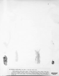 Gyalecta jenensis image